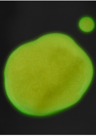 Trick (Glow-in-the-dark)